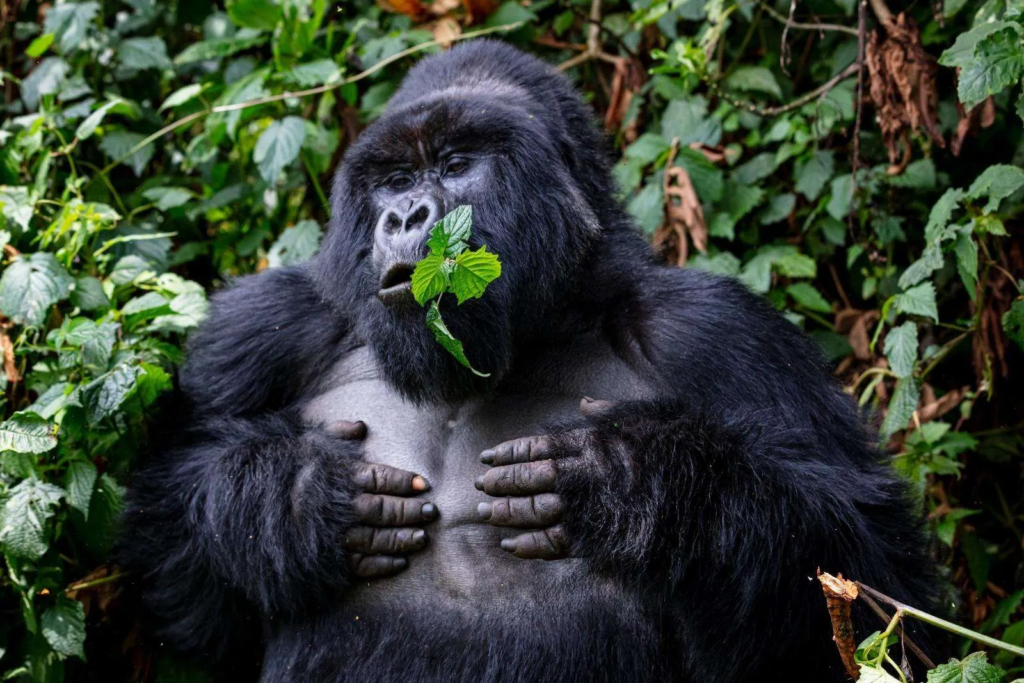 Best Time to Visit Uganda for Gorilla Habituation in Bwindi National Park 1 image