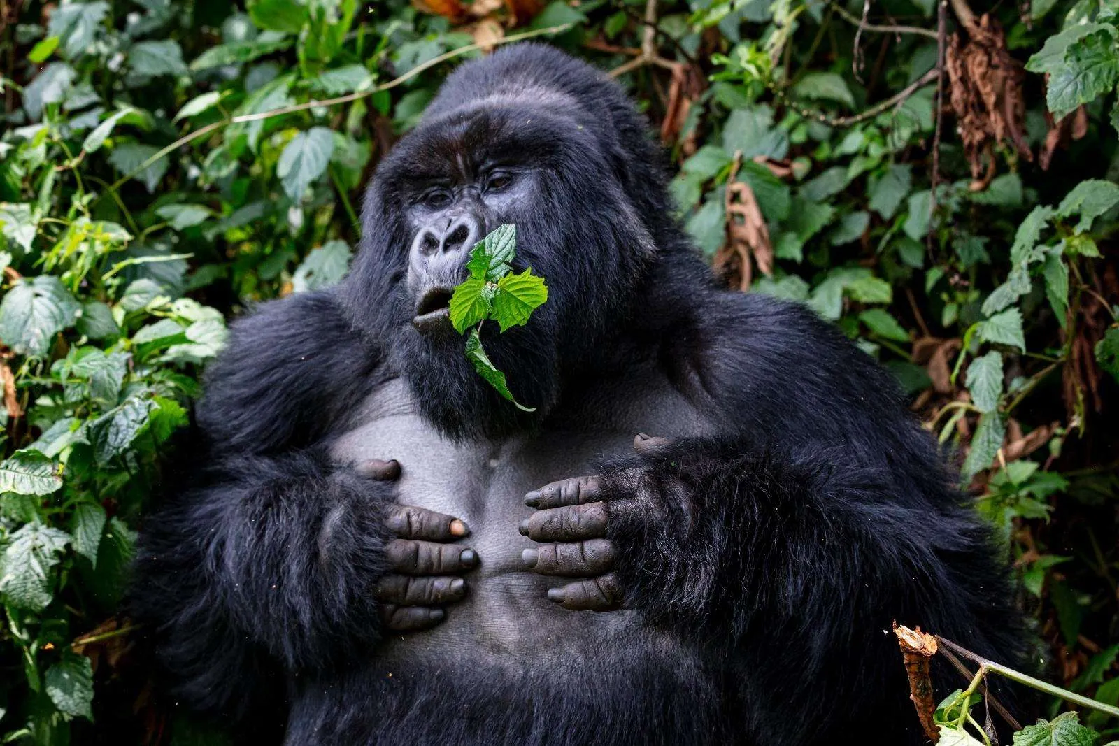 Mountain Gorilla in Bwindi Impenetrable National Park