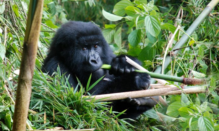 3 Days Gorilla Habituation Experience in Bwindi Forest