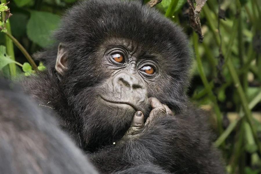 Gorilla Habituation vs Gorilla Trekking Full Comparison 11 All Inclusive Luxury Gorilla Safaris in Uganda and Rwanda CHIMPS