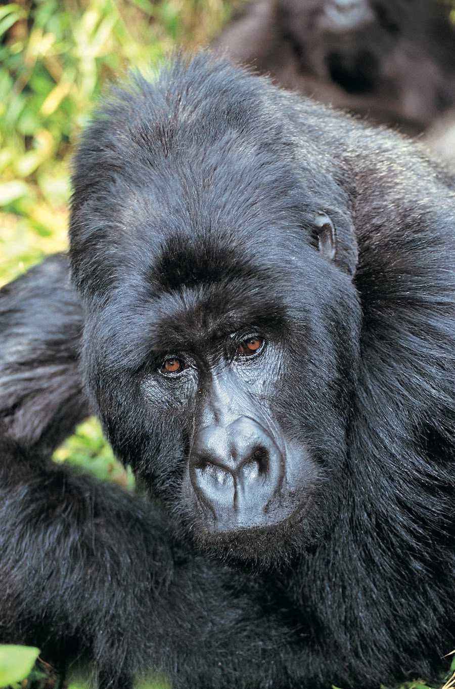 Bwindi Gorilla Habituation Complete Guide 13 Big Gorillas in Uganda Habituation Safaris