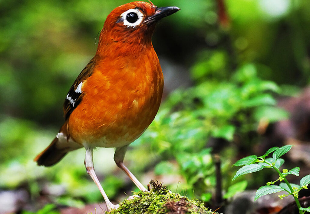 Birdwatching at Bwindi NP