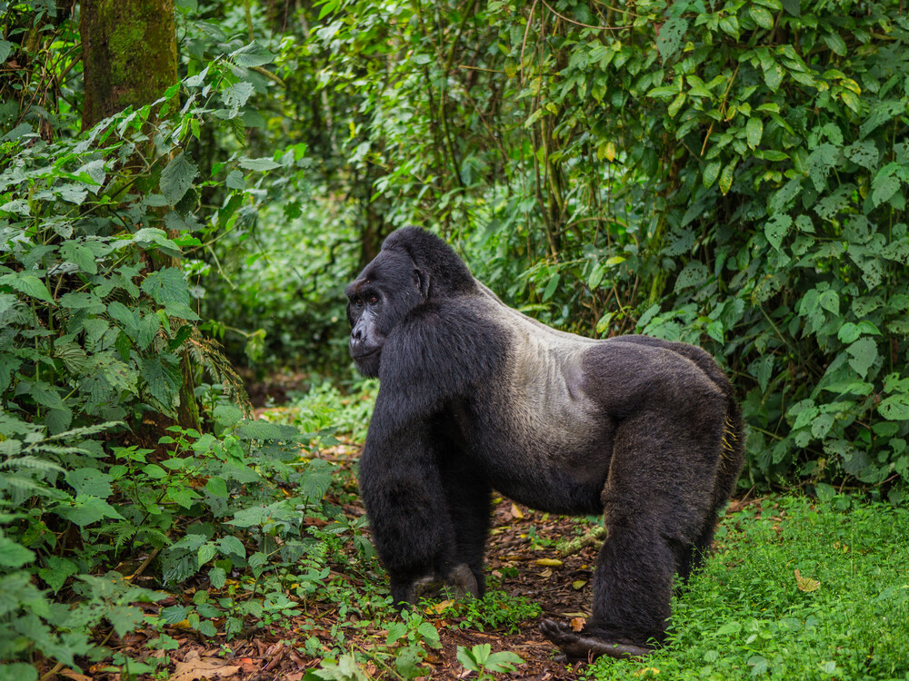 Gorilla Habituation Safari Packages Uganda 6 Booking a Gorilla Habituation Tour in Uganda with Nextgen Safaris