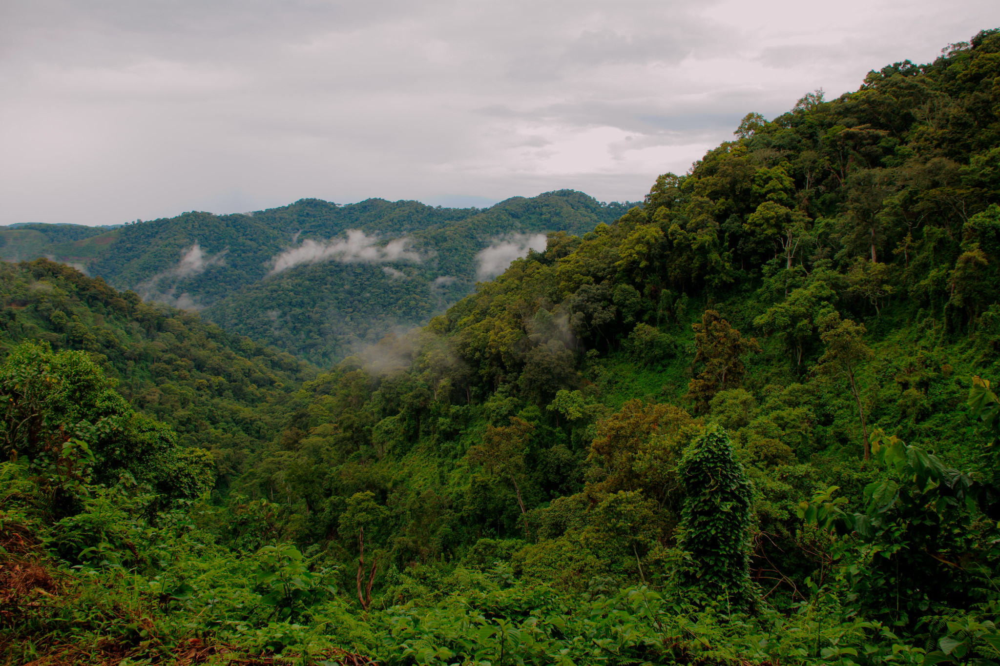 Bwindi Forest Views