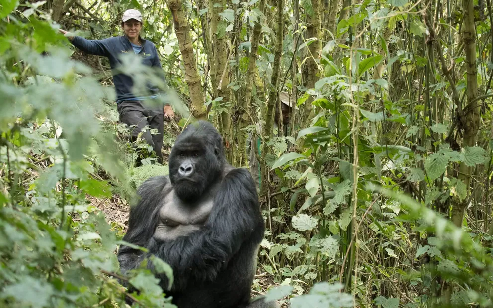 Gorilla Habituation vs Gorilla Trekking Full Comparison 14 Bwindi Gorilla Habituation Experience and Gorilla Trekking