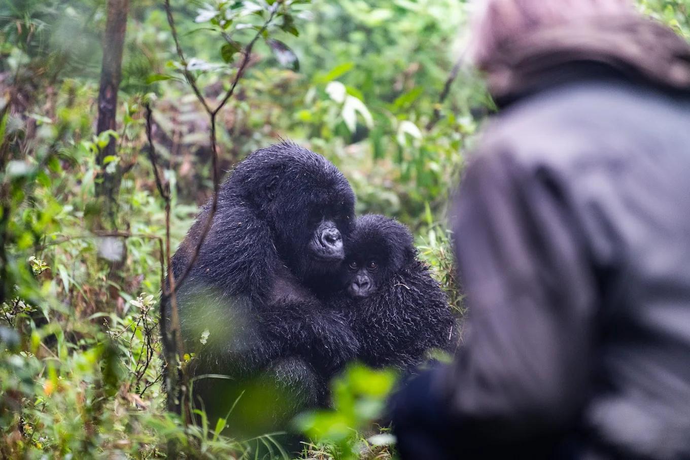 Bwindi Gorilla Habituation Experience with NextGen Safaris