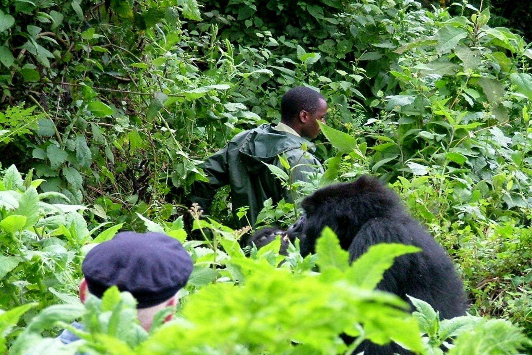 Bushaho Gorilla Family Bwindi 7 Bwindi Gorilla Habituation tour