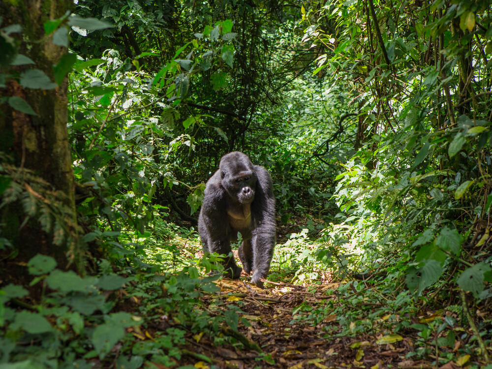 Bwindi Impenetrable National Park Gorilla Habituation Experience