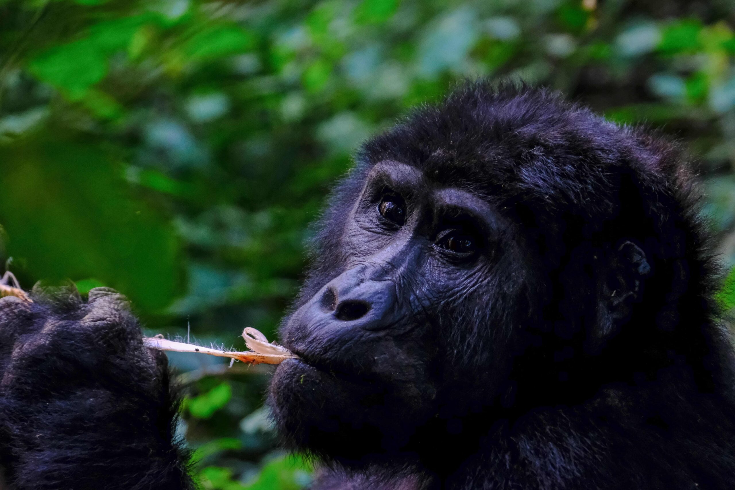 Gorilla Habituation Safari Packages Uganda 10 Bwindi NP - Gorilla Habituation