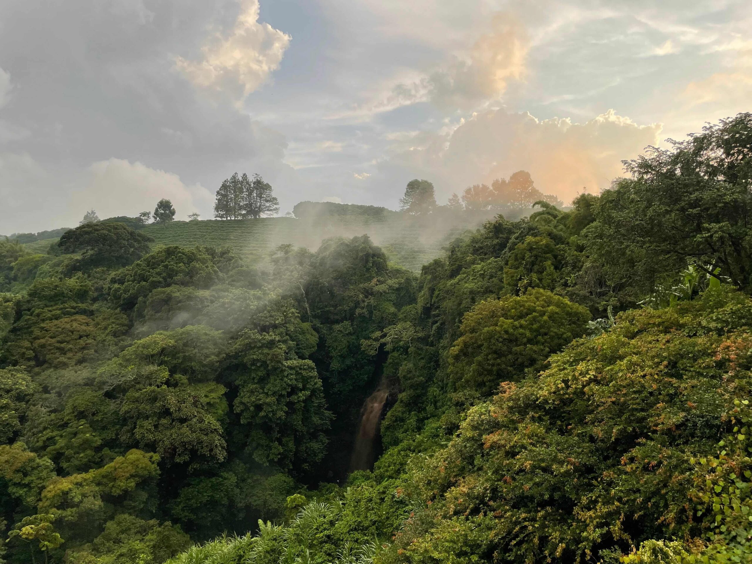 Bwindi Impenetrable National Park with NextGen Safaris