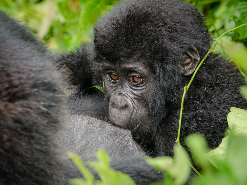 The Gorilla Habituation Experience Uganda Guide is your complete resource for planning one of Africa's most extraordinary wildlife adventures. Unlike standard gorilla trekking,