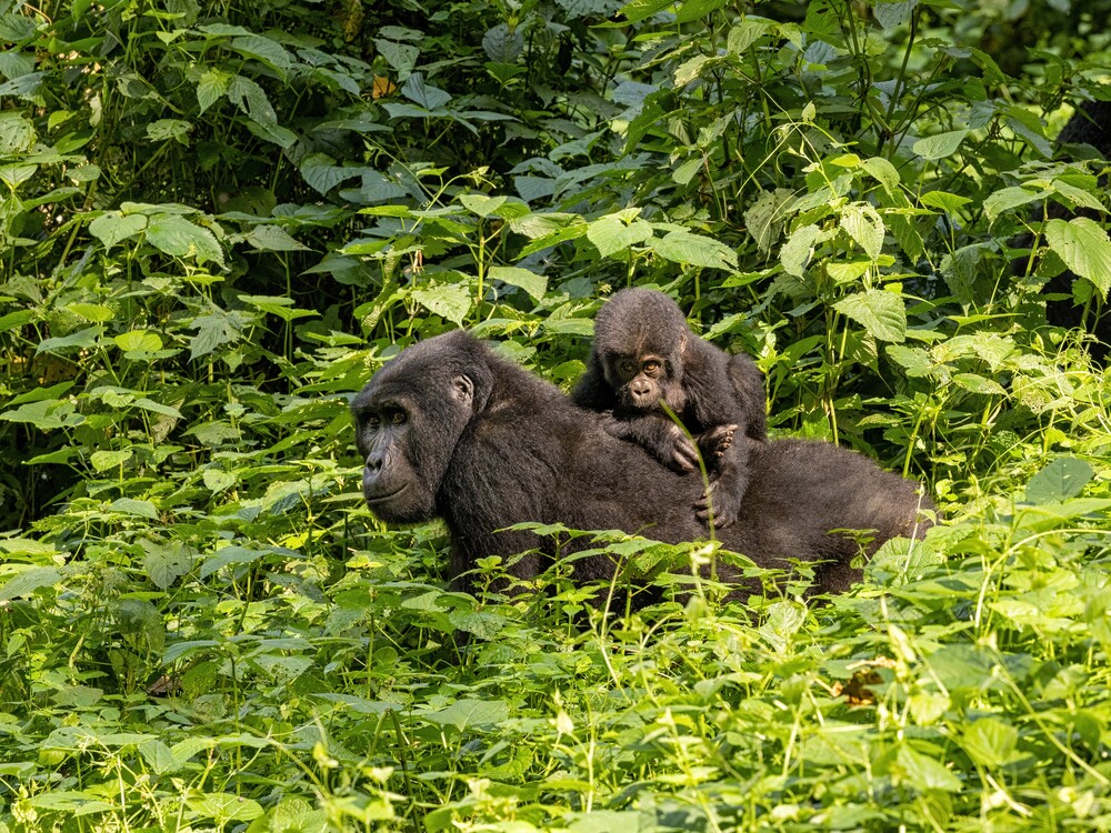 Book a Gorilla Habituation Experience with NextGen Safaris