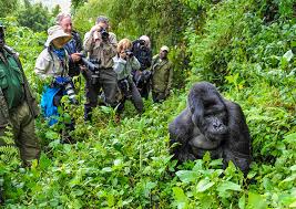 Gorilla Habituation Process with NextGen Safaris