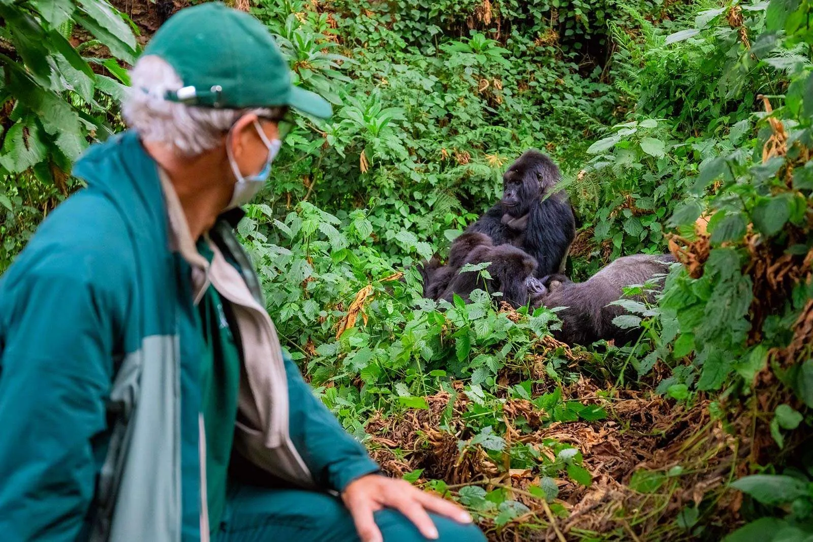 Gorilla Habituation Experience Uganda Guide 13 Gorilla Habituation Expereince Guide Uganda 2026–2027 | Bwindi Experience, Cost, Booking & Safari Packages