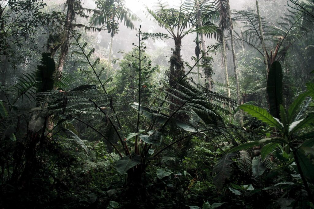 Gorilla Habituation at Bwindi