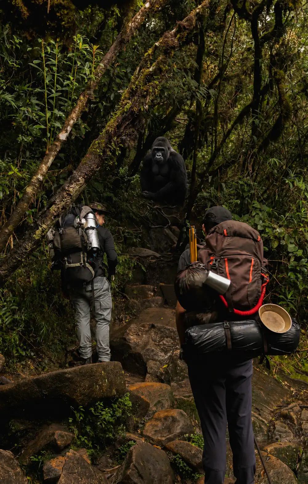 Gorilla Habituation in Bwindi National Aprk f9e7bf595b71258937c3e9fba20dc1fb82f1c0bf7258f069a986d6b7b3cf2435