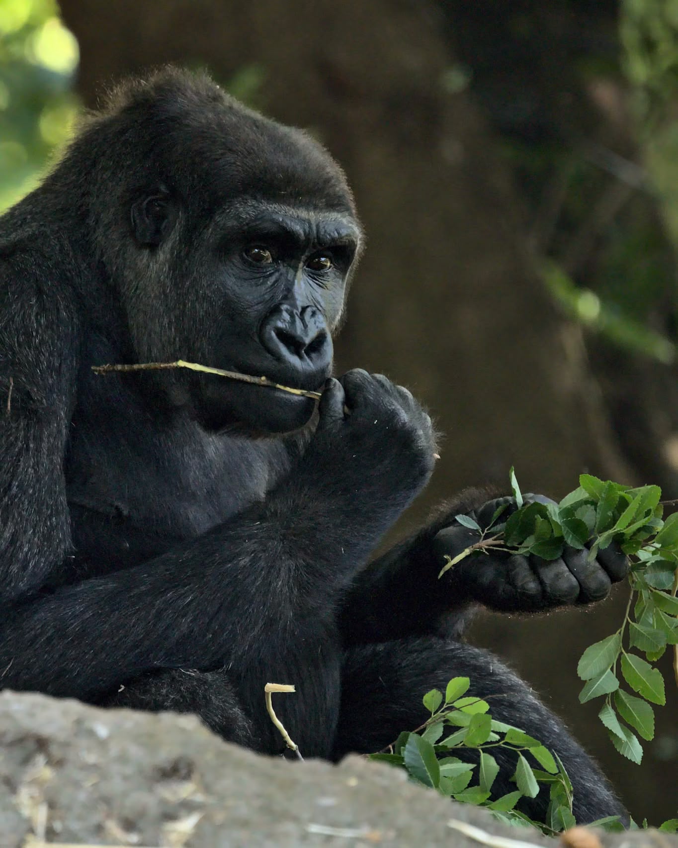 Gorilla Habituation Experience with NextGen Safaris Uganda