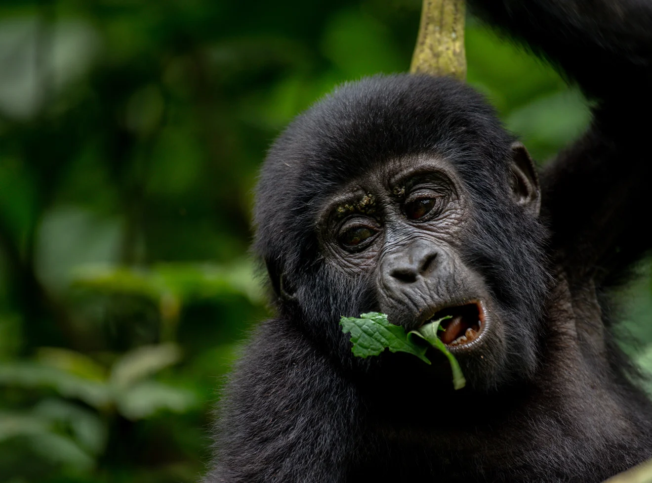 Gorilla Leisure Lodge near Bwindi Impenetrable National Park