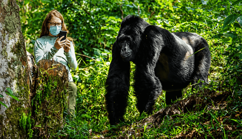 3 Days Budget Gorilla Habituation in Uganda from Kigali