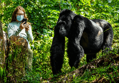 Best Time to Visit Uganda for Gorilla Habituation in Bwindi National Park