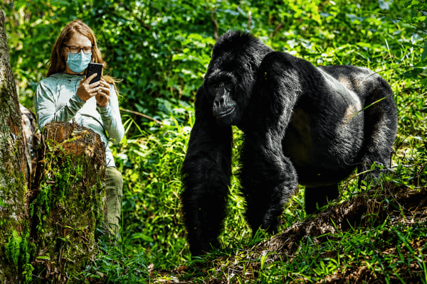 2 Days Bwindi Gorilla Trek