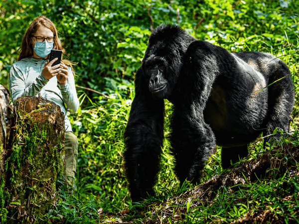 2 Days Bwindi Gorilla Trek