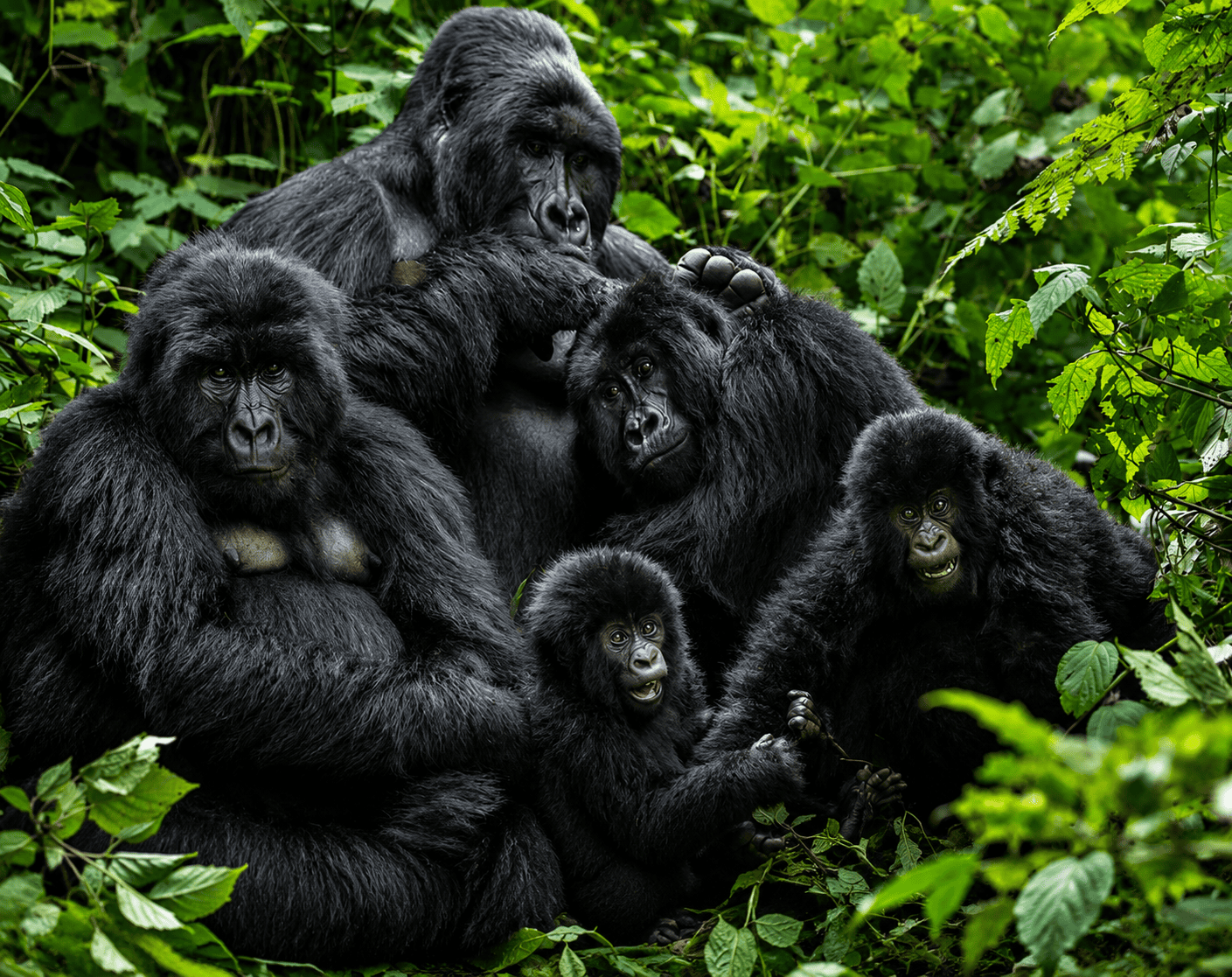 Gorilla Habituation Uganda 2026–2030 Guide 12 Gorilla Trekking habituation Safaris