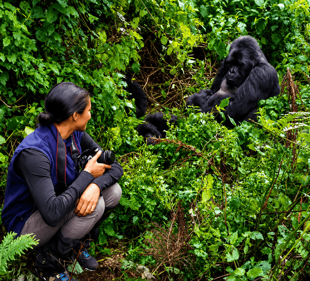 Bwindi Gorilla Habituation Complete Guide 14 Gorilla Trekking in Uganda and habituation Luxury Safaris