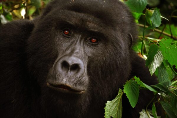 1 Day Bwindi Gorilla Trek