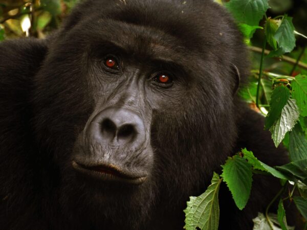 1 Day Bwindi Gorilla Trek
