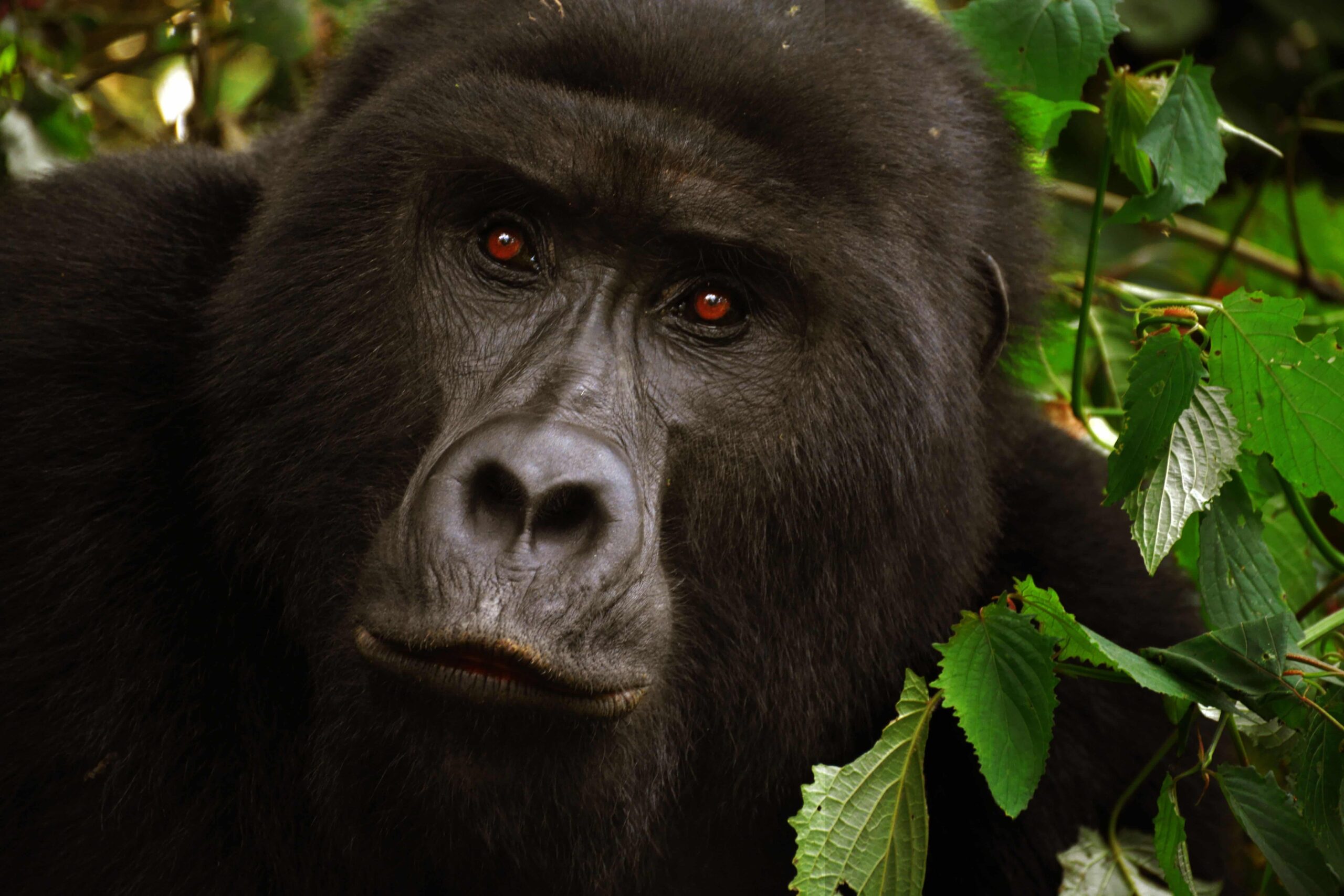 Gorilla in the Jungle during a Bwindi Habituation Experience