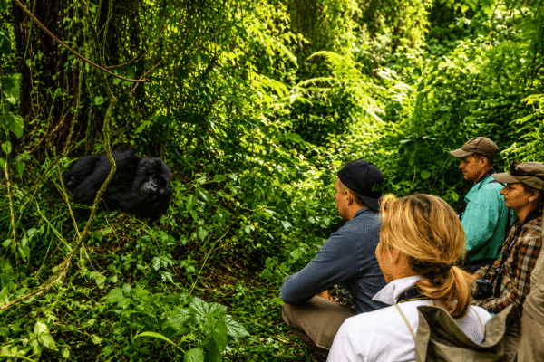 3 Days Bwindi Gorilla Habituation
