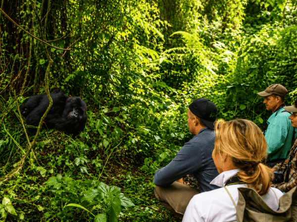 3 Days Bwindi Gorilla Habituation