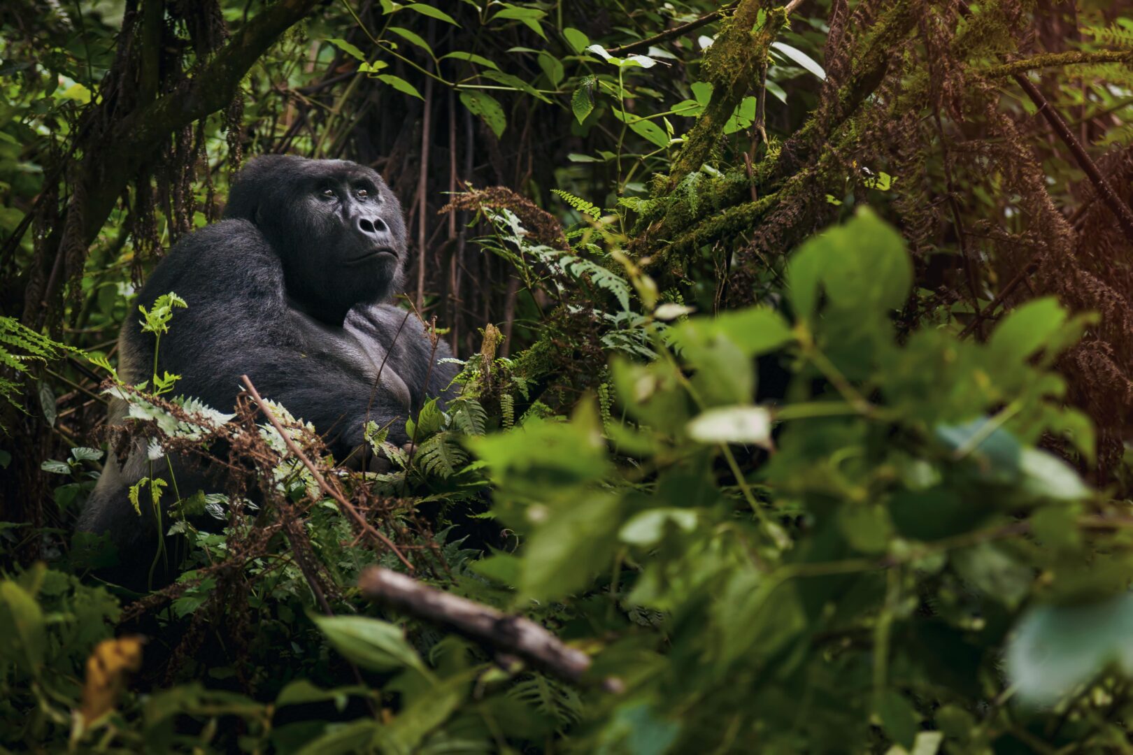 Gorillas Through The Mist with Nextgen Safaris