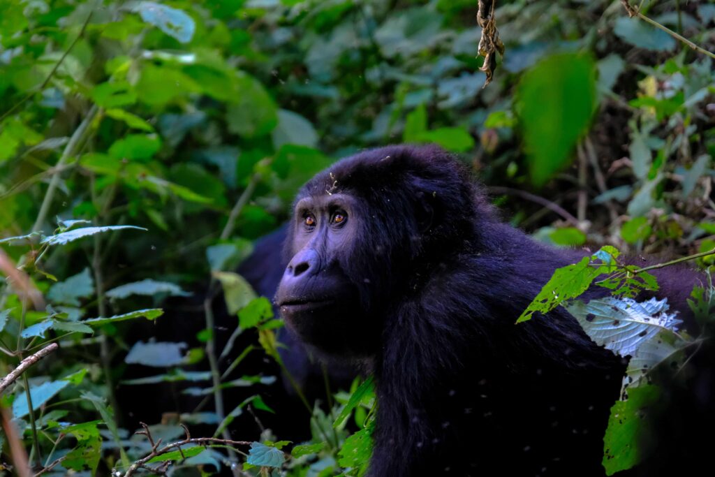 Understanding What is Gorilla Habituation Experience Uganda is the first step for travelers who want to experience one of the rarest wildlife encounters in the world. Unlike ordinary Gorilla Trekking, the Gorilla Habituation Experience provides a deeper opportunity to understand mountain gorillas by allowing visitors to spend extended time with a semi-habituated gorilla family while accompanied by conservation experts.