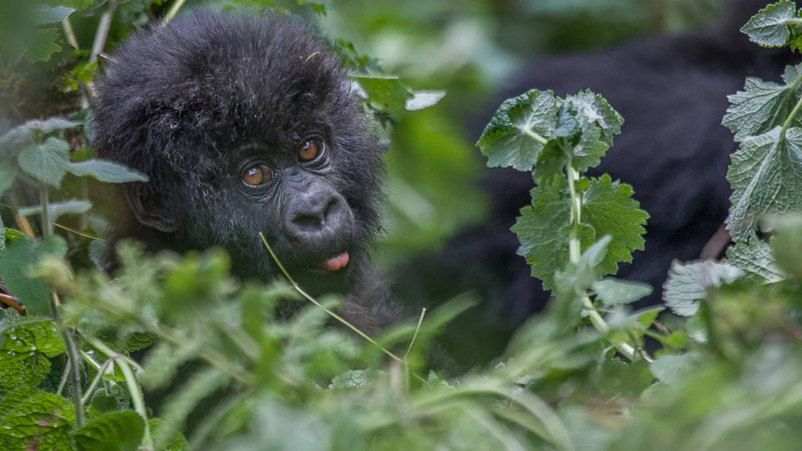 Gorilla Habituation Safari Packages Uganda 7 Gorilla Habituation Families in Bwindi Impenetrable National Park