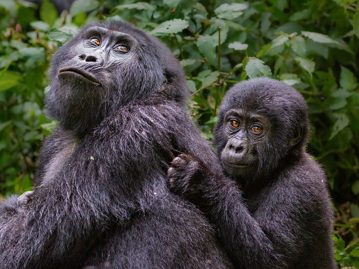 Gorilla Habituation Experience Uganda Guide 4 Blog | Uganda Gorilla Habituation Guides, Bwindi Safari Tips & Uganda Wildlife Travel Updates