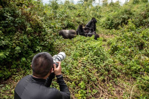 2 Days Gorilla Habituation Experience in Uganda from Kigali