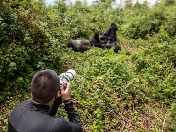 2 Days Gorilla Habituation Experience in Uganda from Kigali