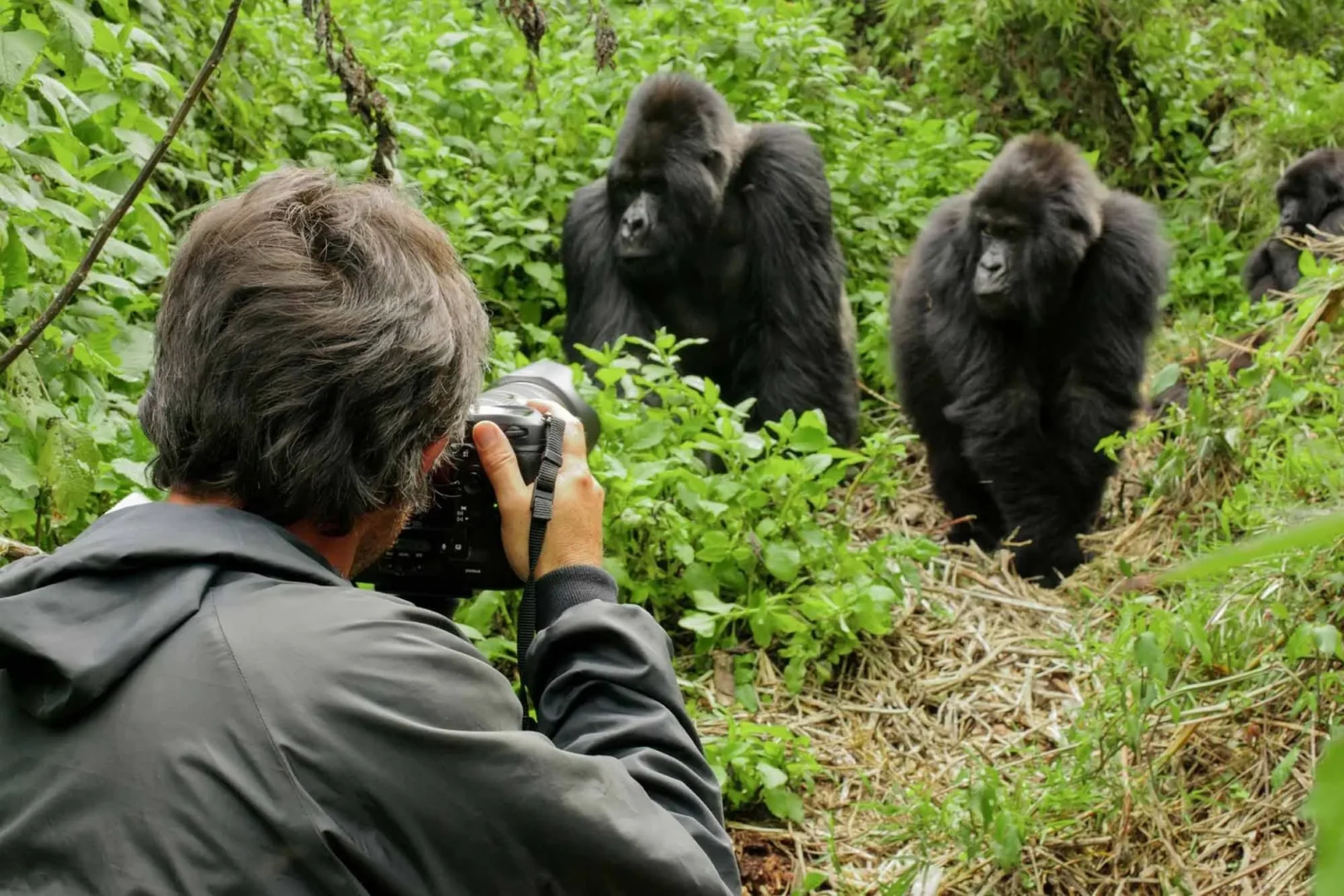 Bwindi Gorilla Habituation Complete Guide 7 Photography for Gorilla Habituation in Uganda