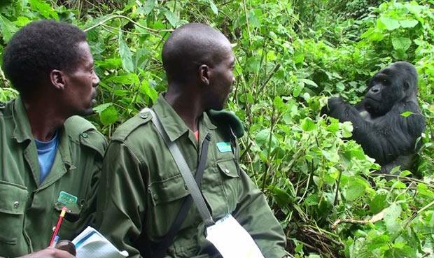 Private Gorilla Trekking Pieland 1