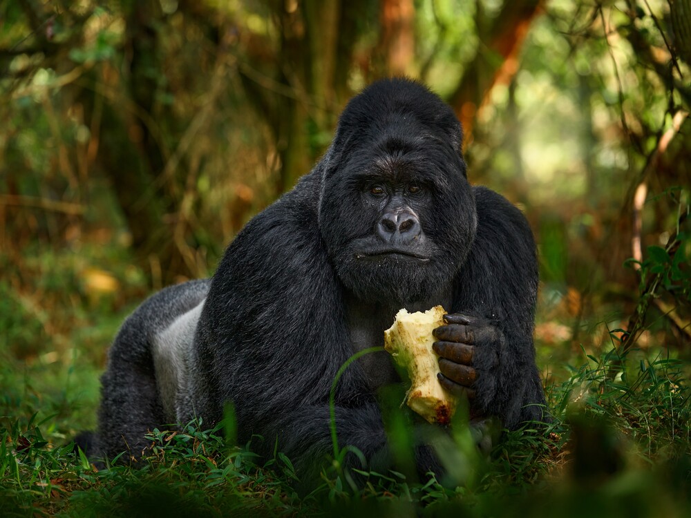 Gorilla Habituation & Trekking Tours Uganda | Bwindi Safari Packages & Gorilla Permits