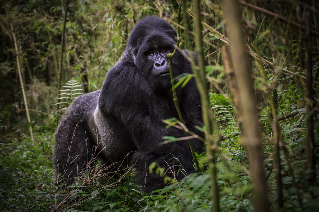 Gorilla Habituation Uganda 2026–2030 Guide 8 Uganda Gorilla Habituation Guide