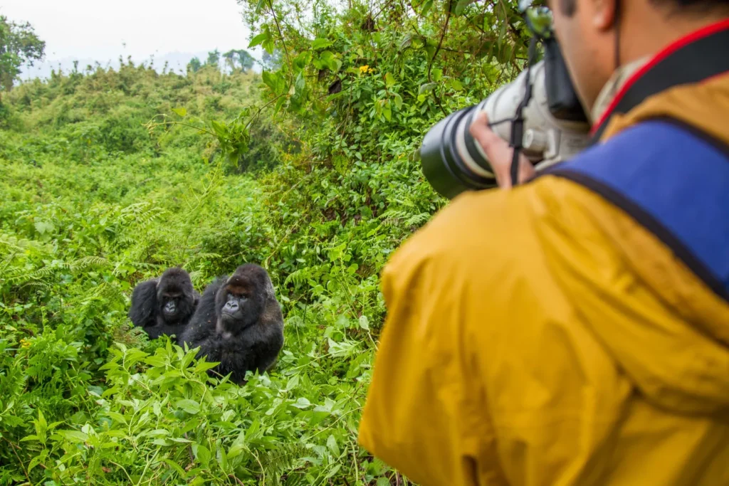 6 Days Budget Gorilla Habituation and Kazinga Channel Safari