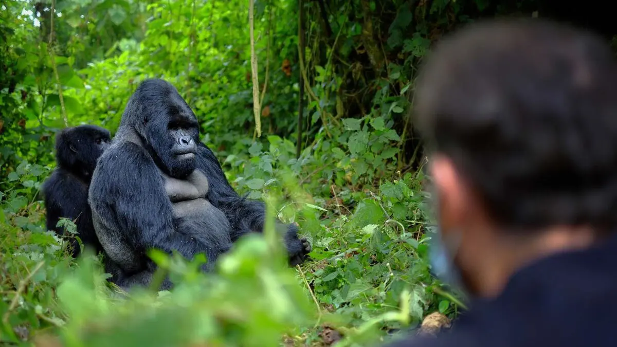 Semi-Habituated Gorillas Explained 13 Ultimate Gorilla Habituation Expereince Guide in Uganda