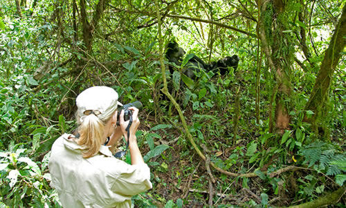 bwindi gorilla habituation bwindi national park nextgen safaris