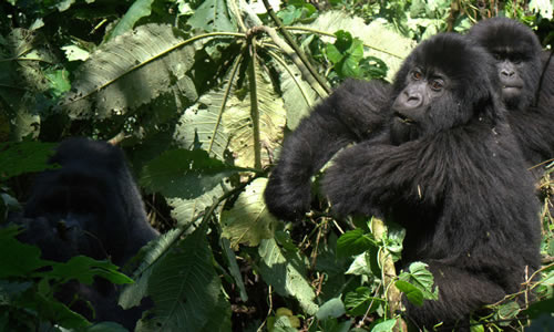 Gorilla Trekking in Bwindi National Park with NextGen Safaris
