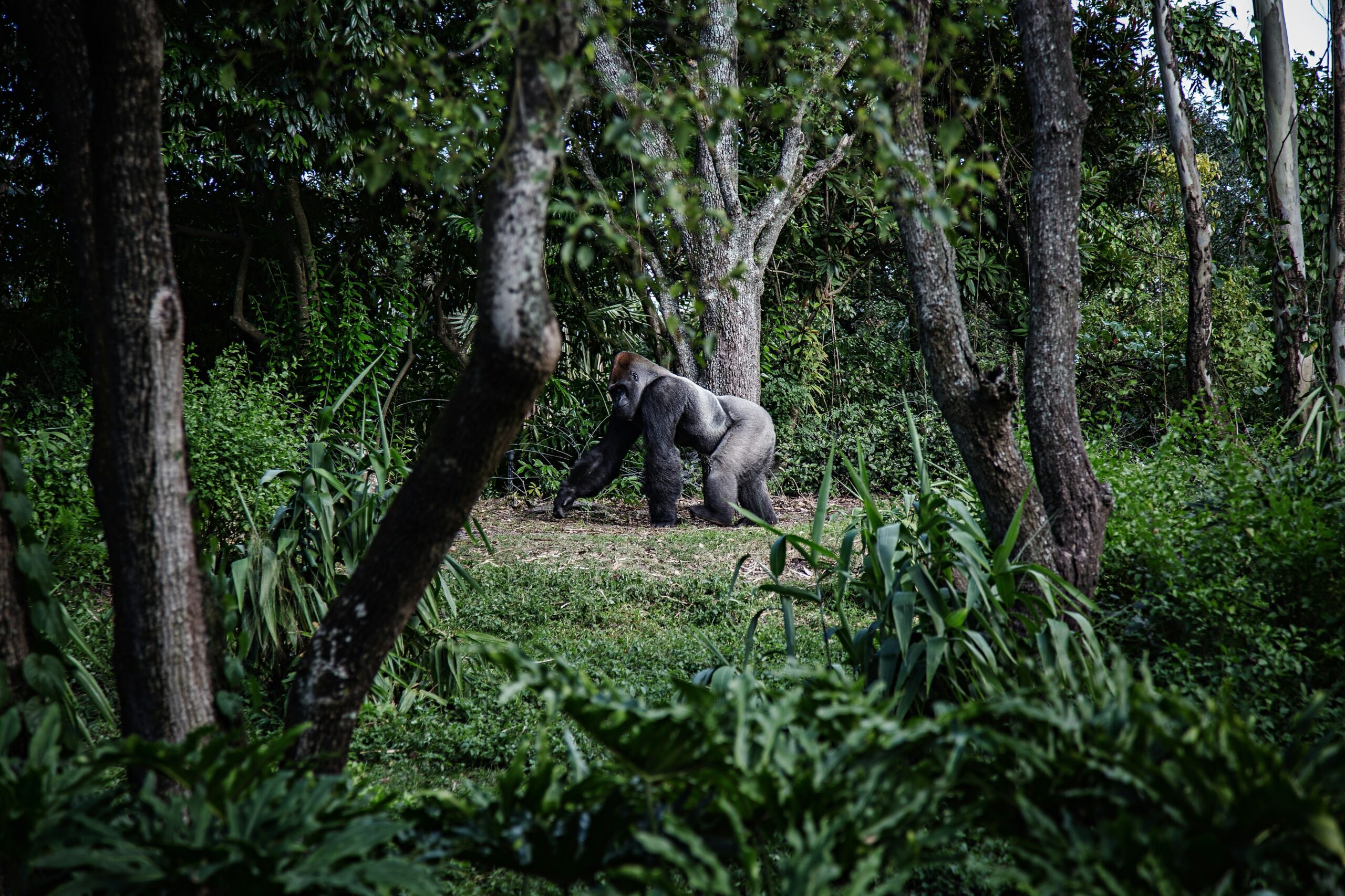 in the Jungle Habitiation Safari scaled