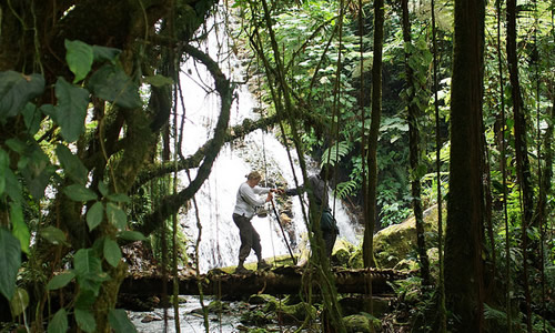 nature walk bwindi np nextgen safaris