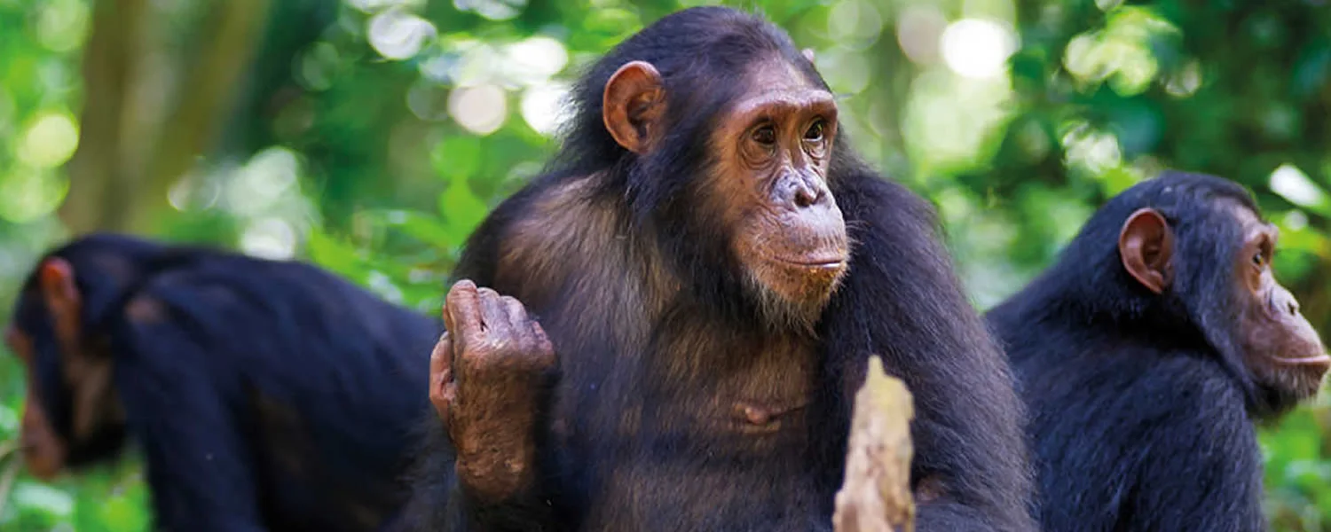 21 Days Uganda Gorillas Chimpanzees and Wildlife Safari
